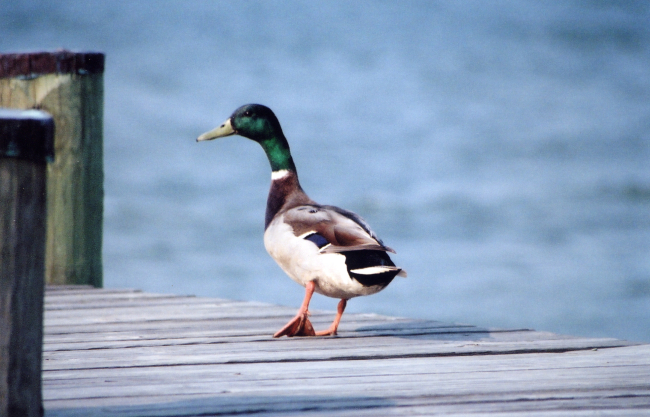 Mallard duck on a pier