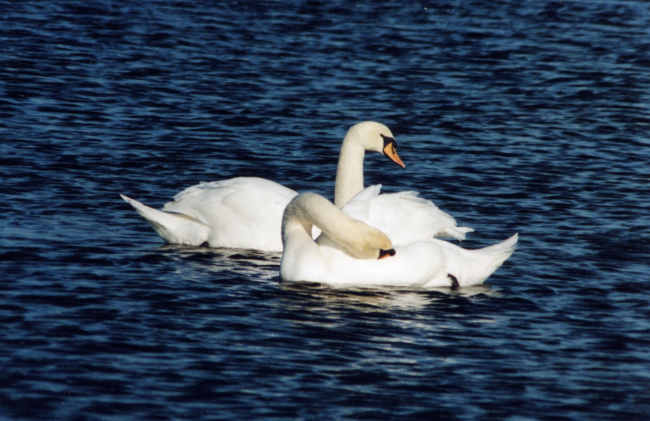 Mute swan pair