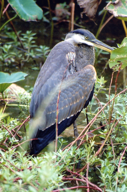 Juvenile great blue heron (?) sitting in a roadside marsh