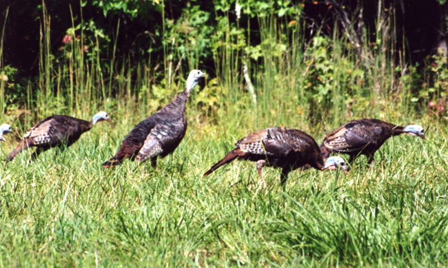Wild turkeys