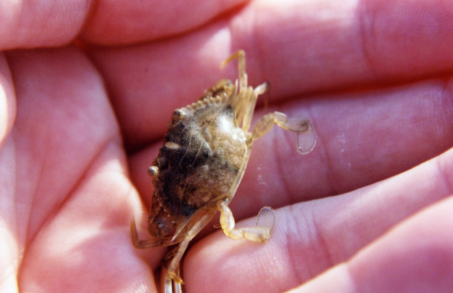 Juvenile blue crab
