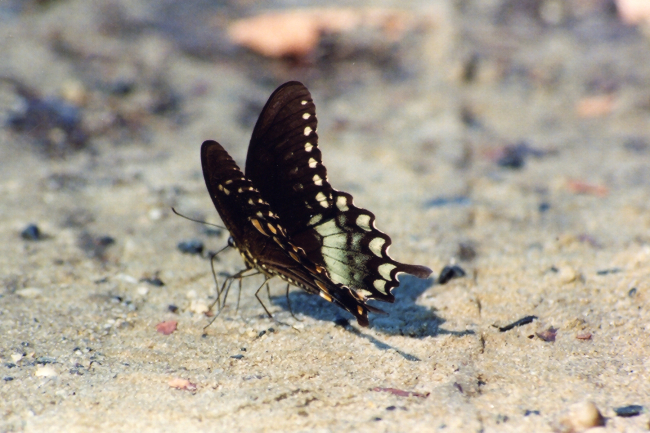 Butterfly on the beach