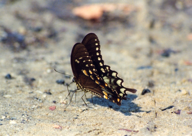 Butterfly on the beach
