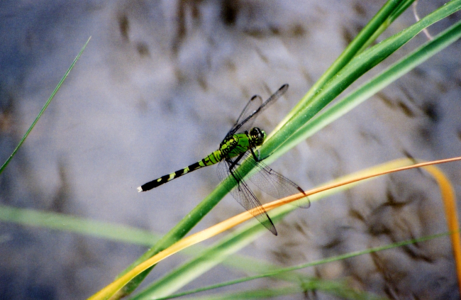 Eastern pondhawk dragonfly - Erythemis simplicicollis