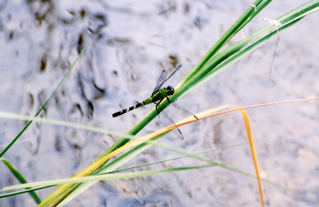 Eastern pondhawk dragonfly - Erythemis simplicicollis