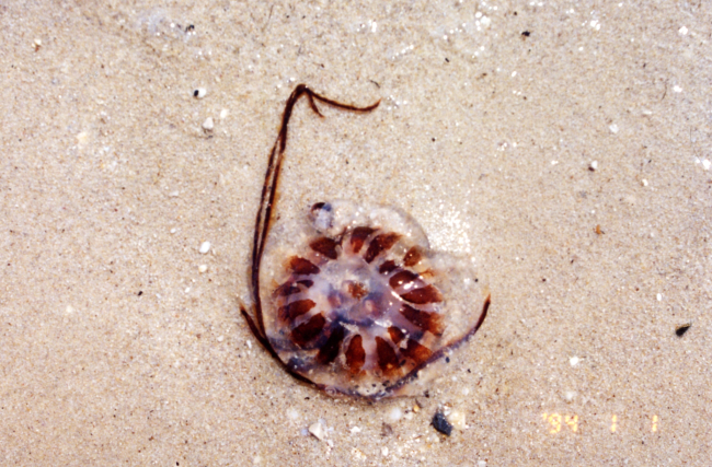 Sea nettle on a Patuxent River Beach