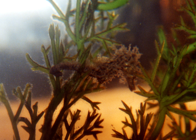 Can you find the seahorse?  Young seahorse found in the Patuxent River