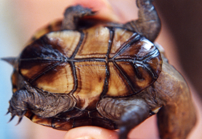 Juvenile mud turtle, bottom view