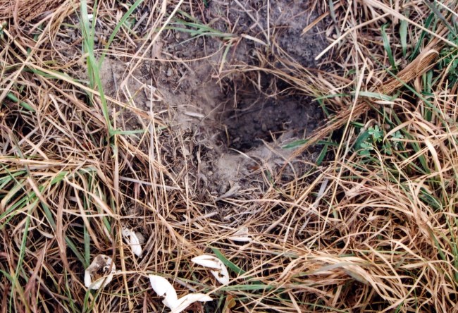 Diamondback terrapin nest in dirt