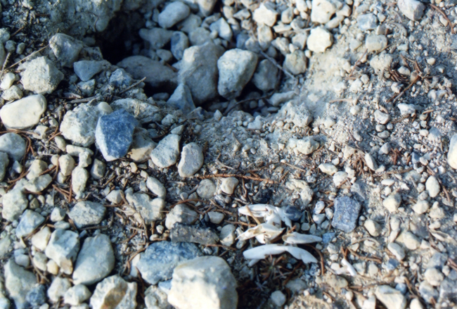 Diamondback terrapin nest in rocky soil