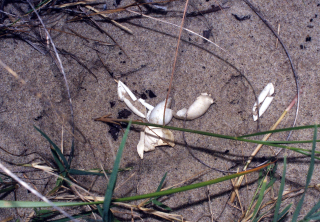 Diamondback terrapin eggs as they appear when successfully hatched