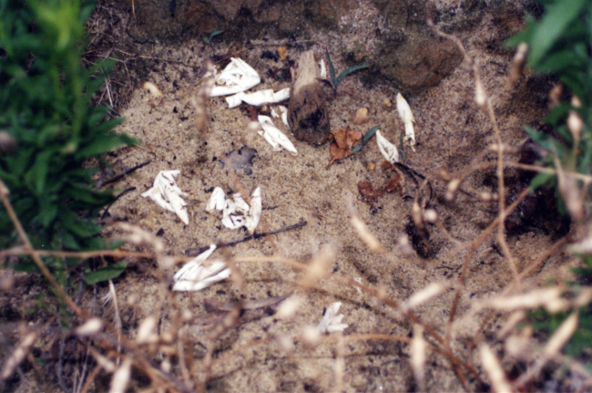 Diamondback terrapin eggs; the shreaded casings are an indication ofpredation
