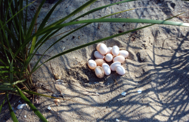 14 unhatched diamondback terrapin eggs in a sandy soil nest