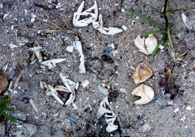 Diamondback terrapin eggs that were victims of predation: the three hatchedeggs are of uncertain type