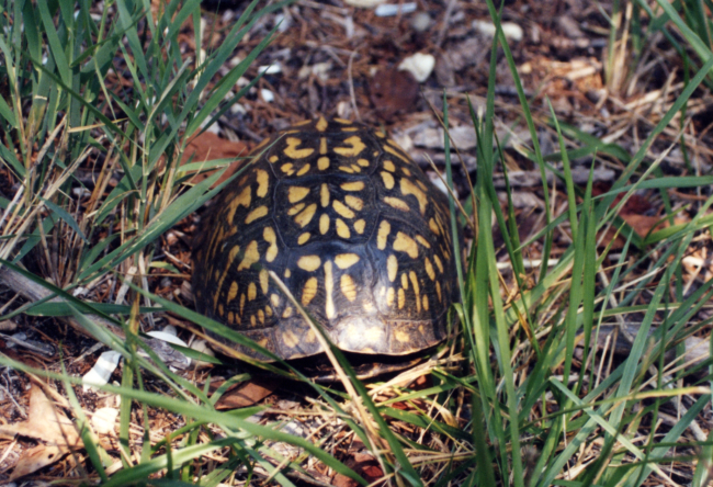 Box turtle