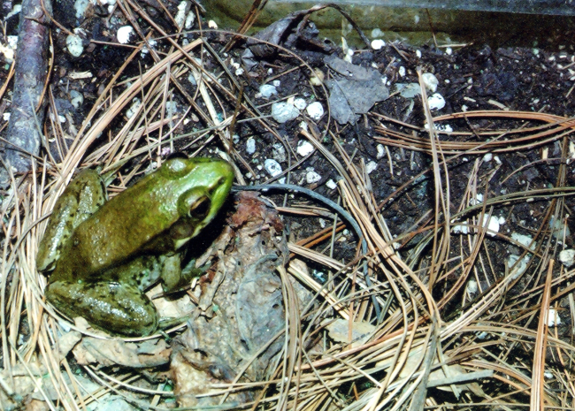 Frog
