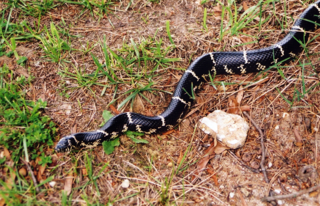 A kingsnake working its way across a Patuxent Beach yard