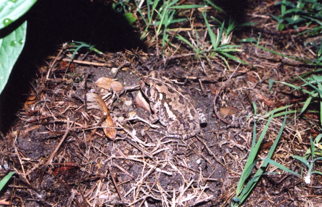 A little beach toad blends in well with its surroundings