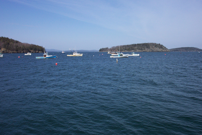 The harbor at Bar Harbor