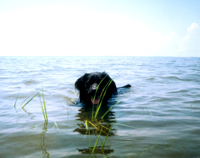 Chesapeake Water Dog, Canus aquus Chesapeakii