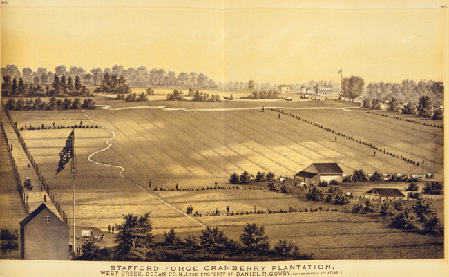 Stafford Ford Cranberry Plantation, West Creek, Ocean County, N
