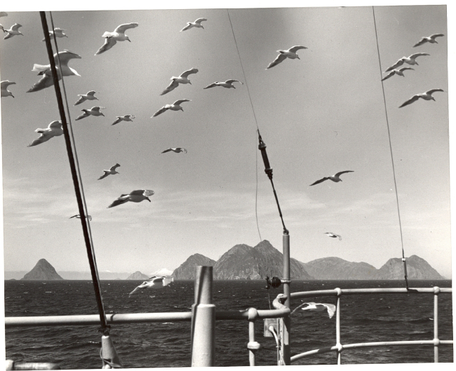 Seagulls flying in formation
