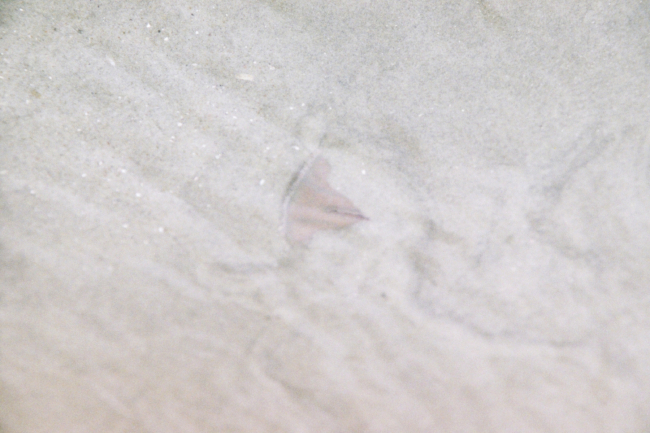 A partially buried skate in shallow waters
