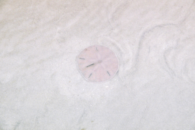 A live sand dollar in shallow waters