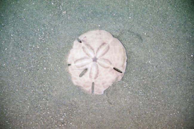 A sand dollar shell left on the beach after the tide receded