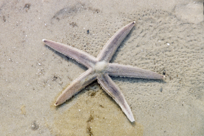 A sea star left on the beach after the tide receded