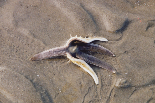 A sea star left on the beach after the tide receded