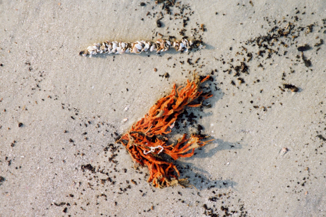 A small orange finger sponge (?) and a seeming bracelet composed of tinyshells and shell particles