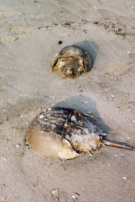 Horseshoe crab carapaces washed up on the beach