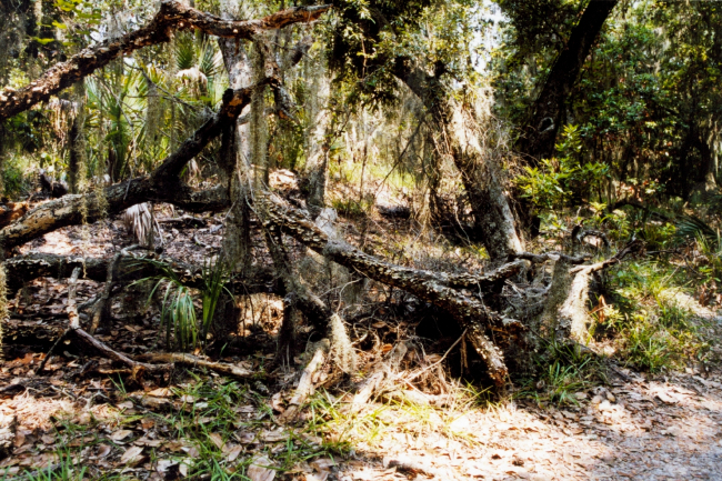 Live oaks and palmettos back on the island behind the dune line