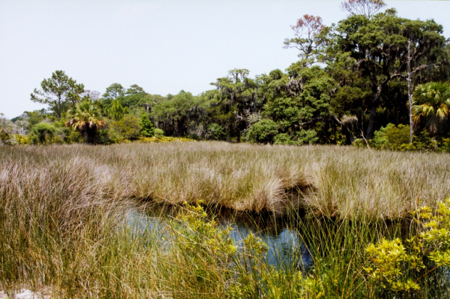 Looking over a tidal wetland area to oak and palmetto forest