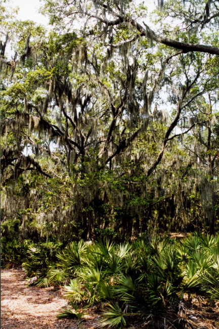 A surreal view of spanish moss covered trees and palmetto ground cover