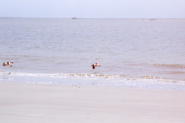 Brown pelicans skimming the water's edge