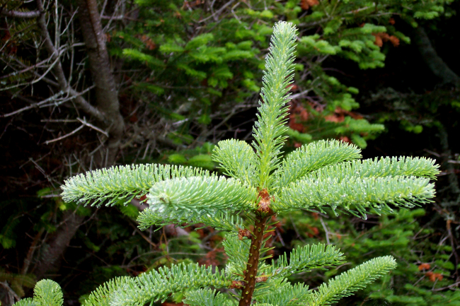 Fog dew on evergreens at West Quoddy Head