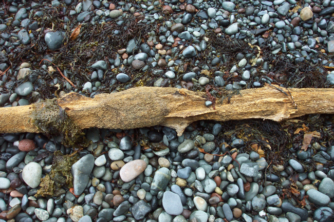 A teredo-bored flotsam surrounded by kelp on the cobble beach