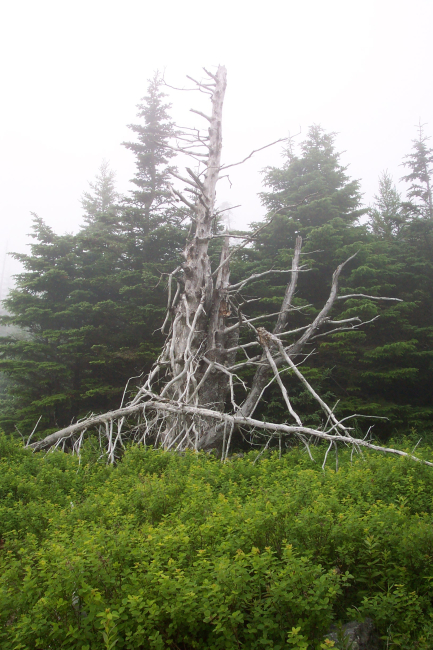A good tree for a Harry Potter story at West Quoddy Head