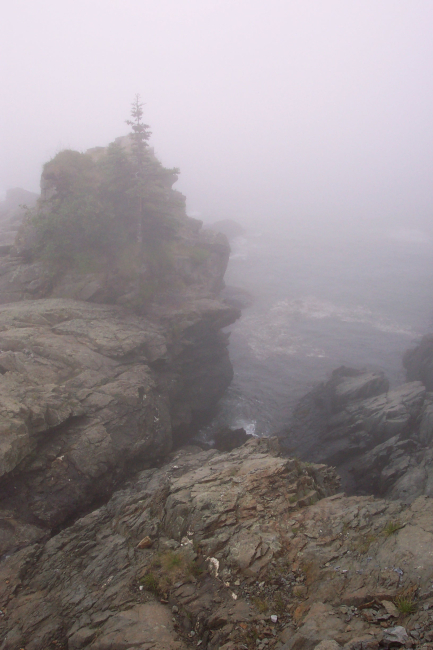 Probably the easternmost tree in the United States clinging to aprecarious foothold at West Quoddy Head