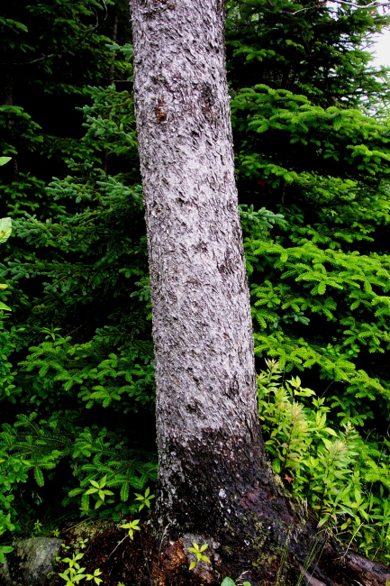 Look closely for the patterns in the tree bark