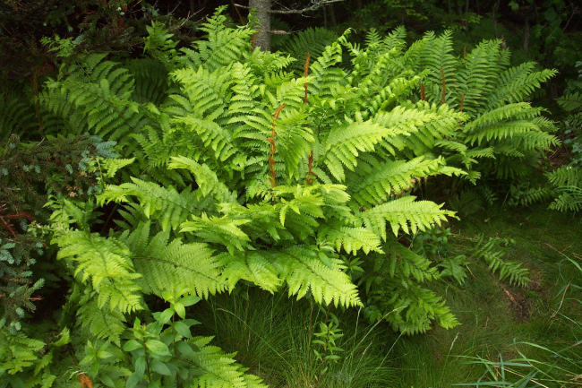 Ferns at Edgar Tennis Preserve