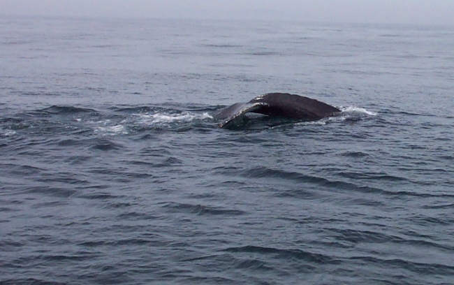 A humpback whale in the Gulf of Maine about 20 miles south of Bar Harbor