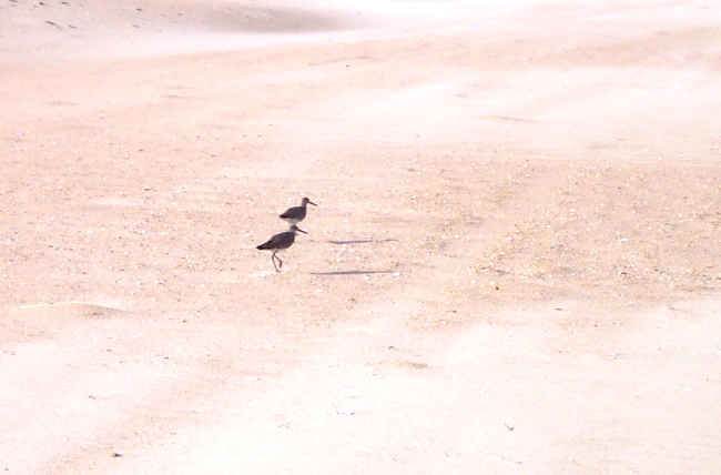 Shore birds at Cape Hatteras National Seashore