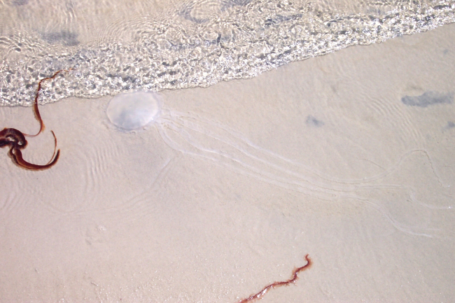 Jellyfish stranding on the beach