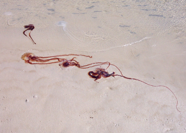 Jellyfish stranding on the beach