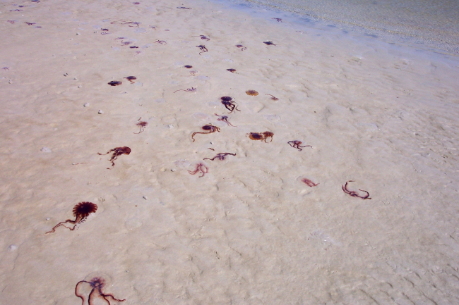 Jellyfish stranding on the beach