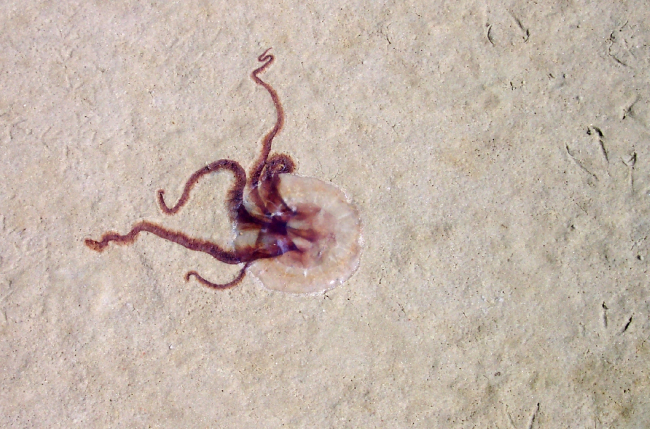 Jellyfish stranding on the beach