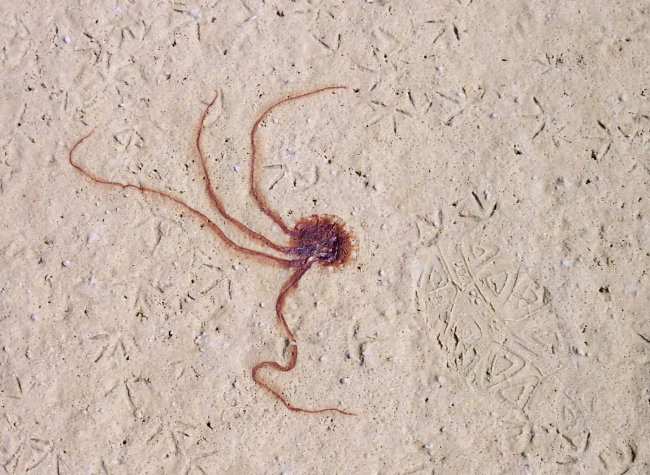 Jellyfish stranding on the beach